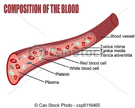 Blood Blood Vessel Cut Section Vector    Csp6116465   Search Clip Art