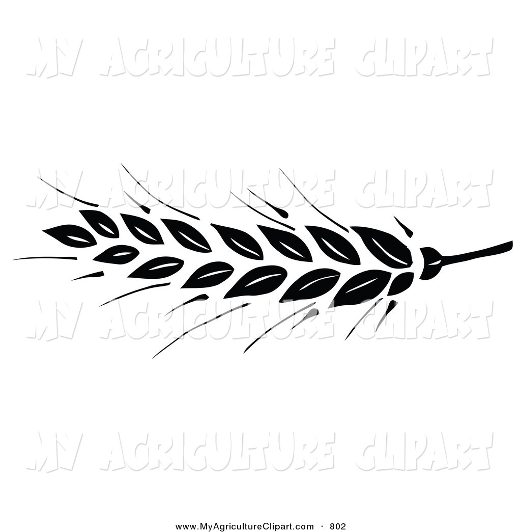 Clipart Of A Black Wheat Head On The Tip Of A Stem On White