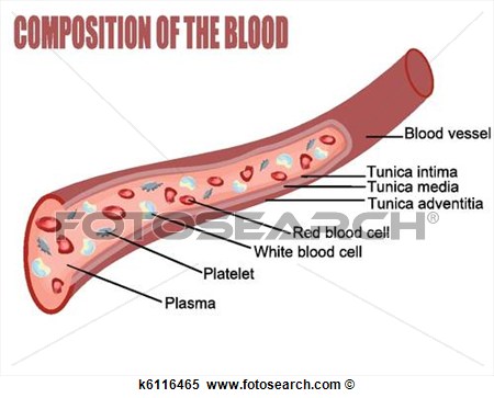 Composition Of The Blood  Blood Vessel Cut Section  Vector