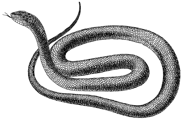 Search Terms Black And White Snake Black Snake Reptile Snake