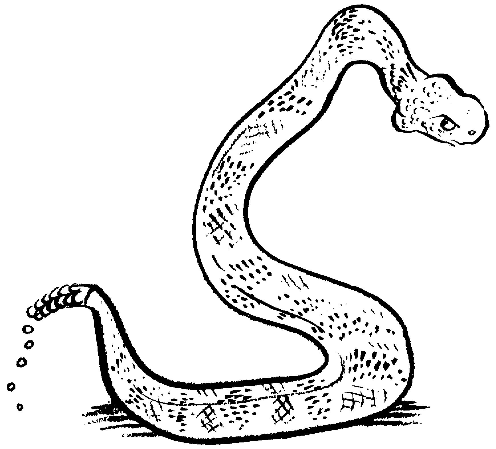 Snake Clipart Black And White
