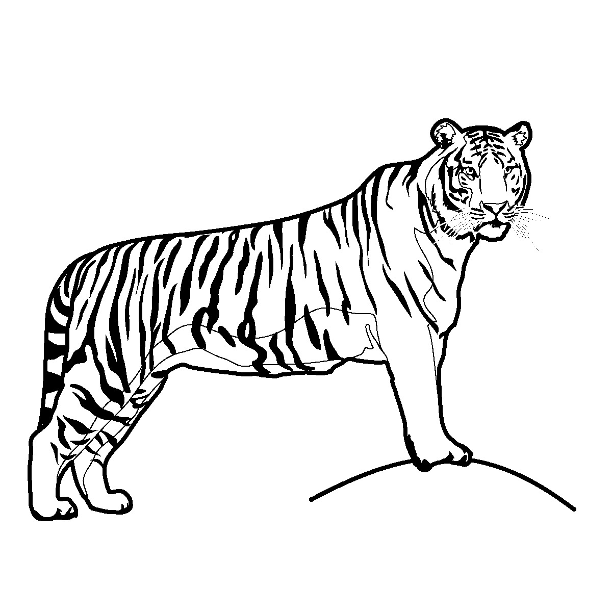 Tiger Clipart Black And White Free   Clipart Panda   Free Clipart