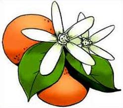 Free Orange Blossom Clipart