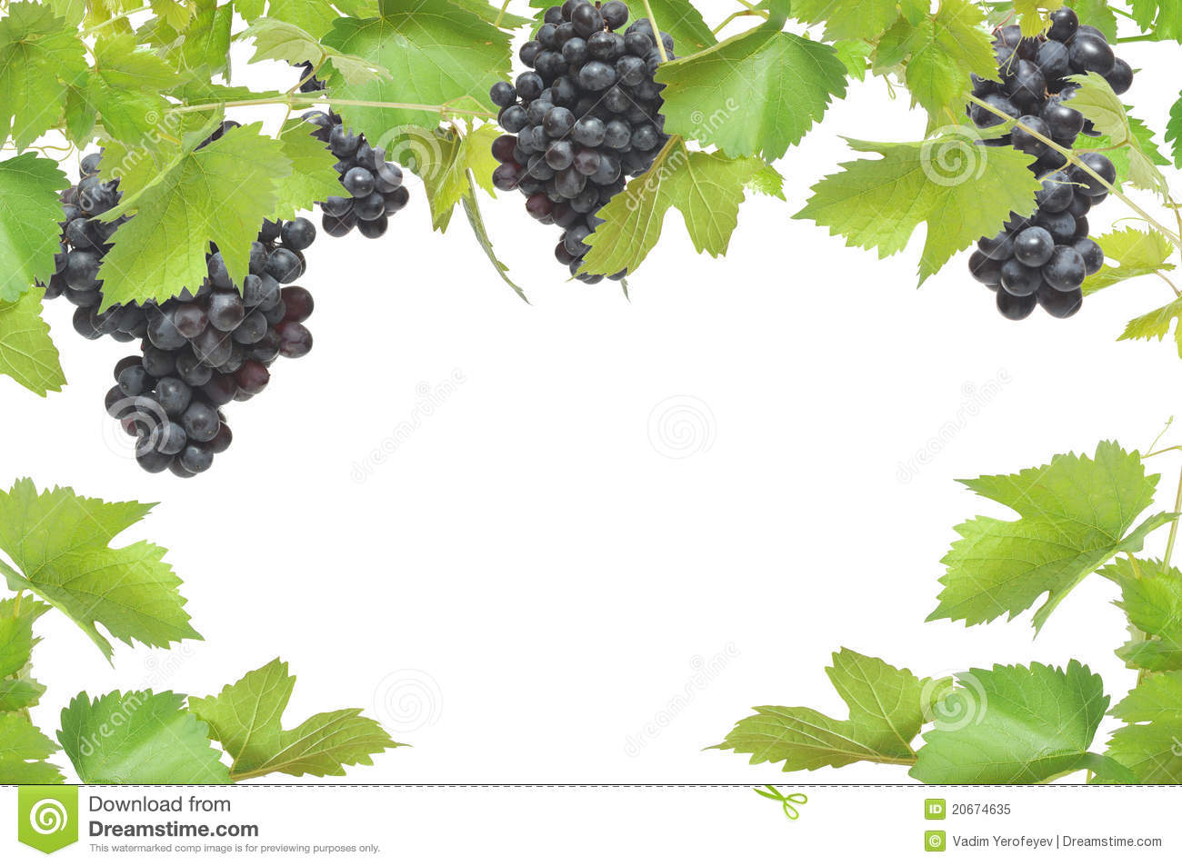 Grape Vine Border Clipart Fresh Grapevine Frame With