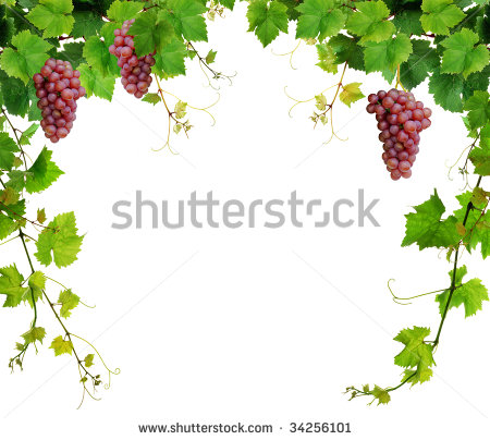     Grapevine Border Isolated On White Background Stock Photo Clipart
