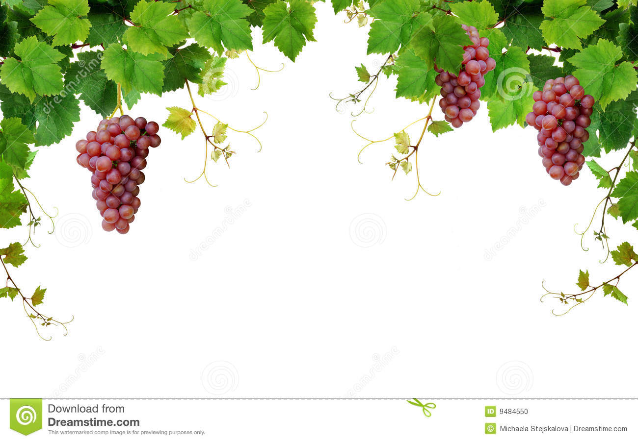 Grapevine Border With Wine Grapes Stock Photo   Image  9484550
