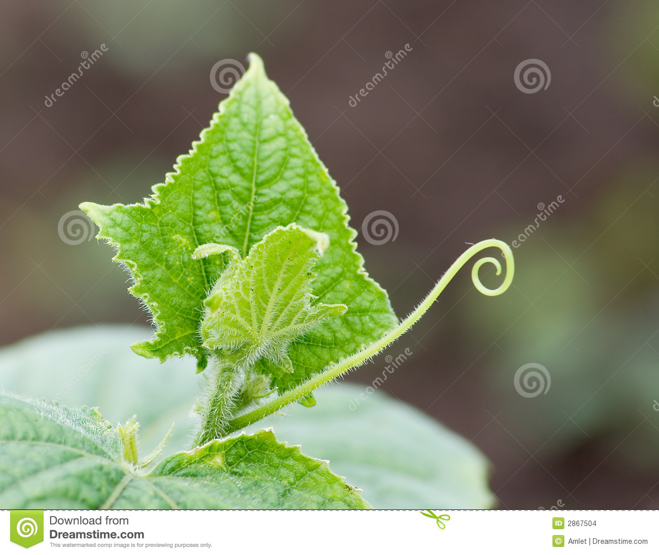Macro Photo Of A Young Cucumber  A Leaf And A Moustache A Spiral On A
