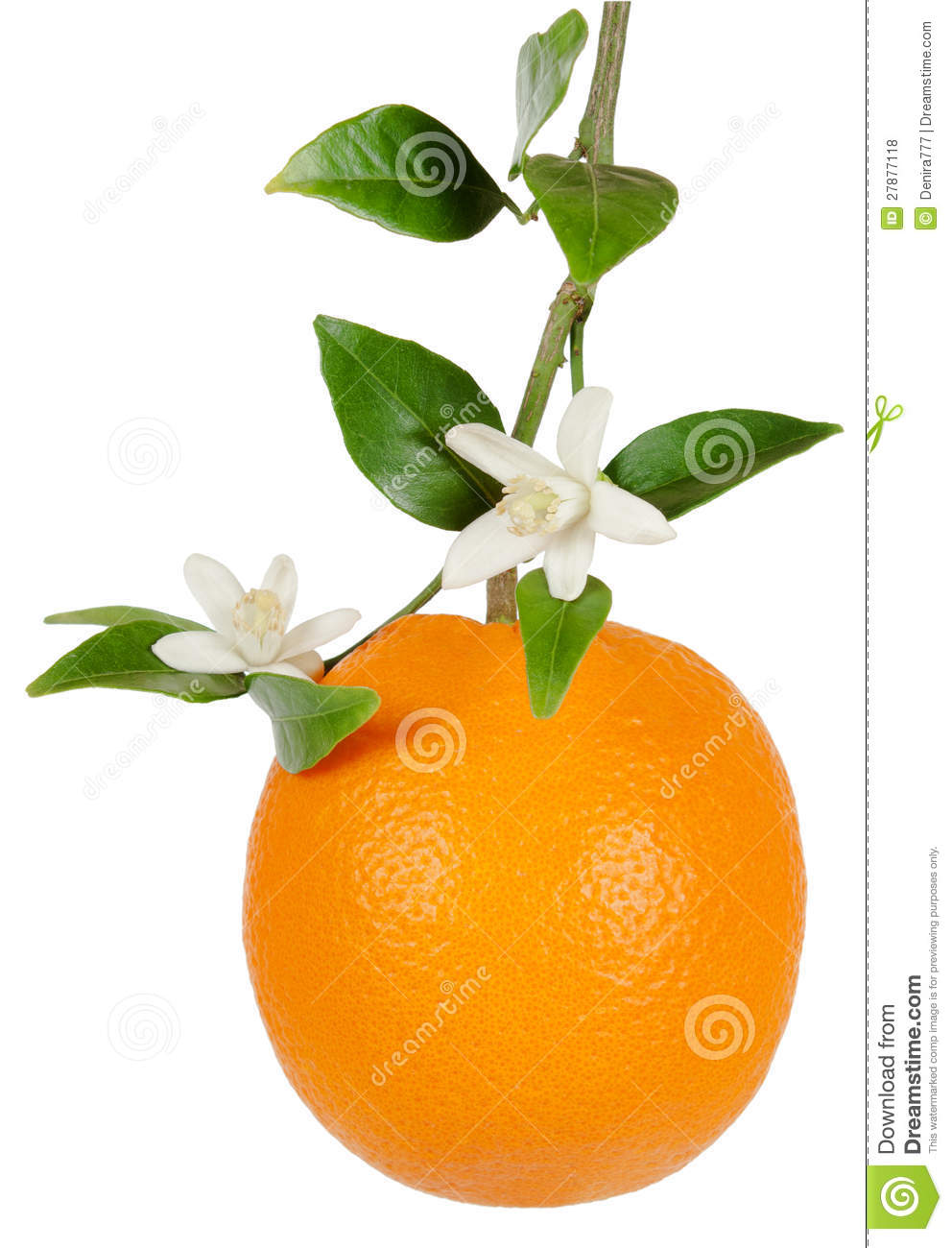 Orange Blossom Flower Clip Art Orange And Blossom