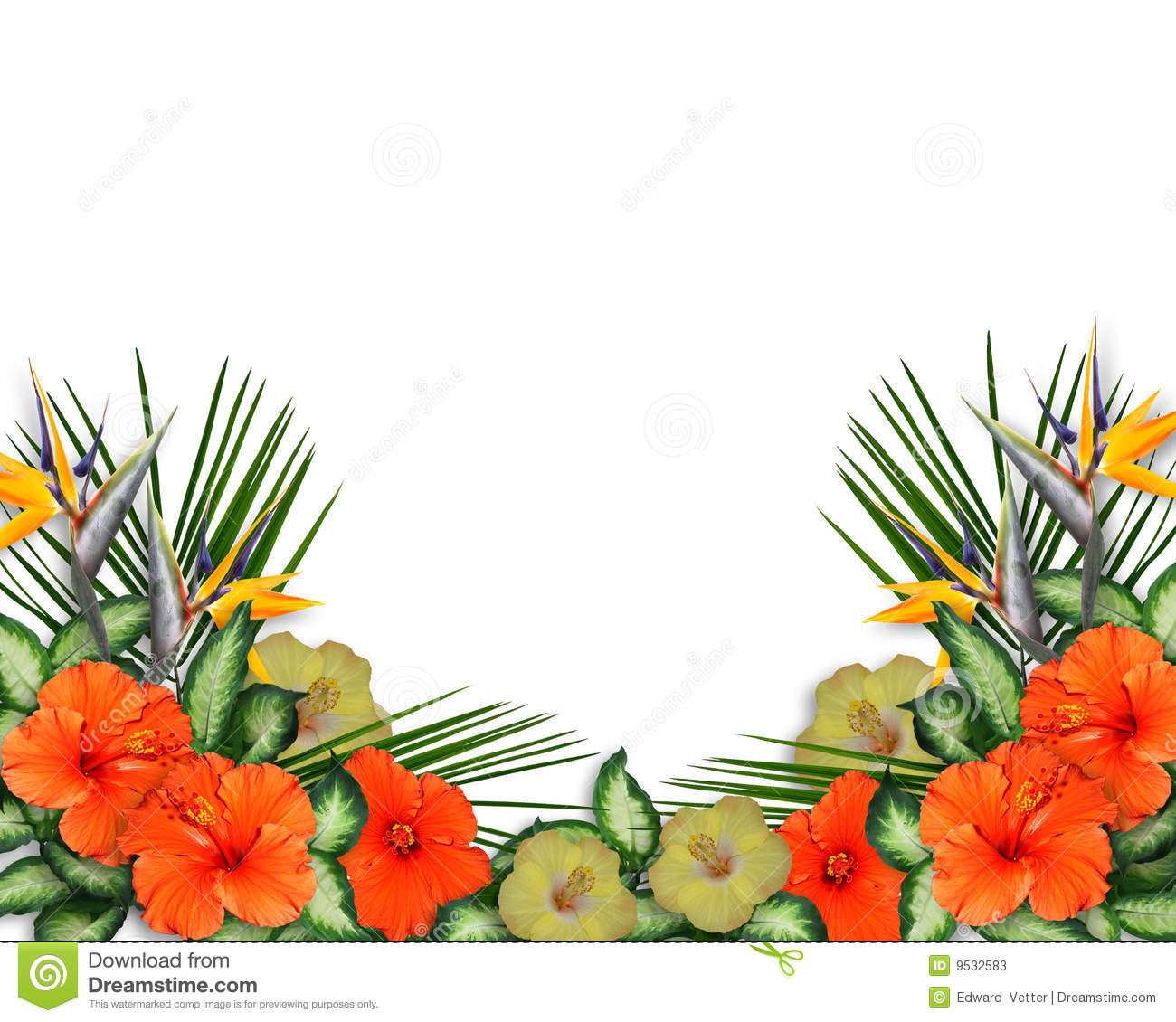 Page Background Or Border Of Tropical Flowers With Copy Space