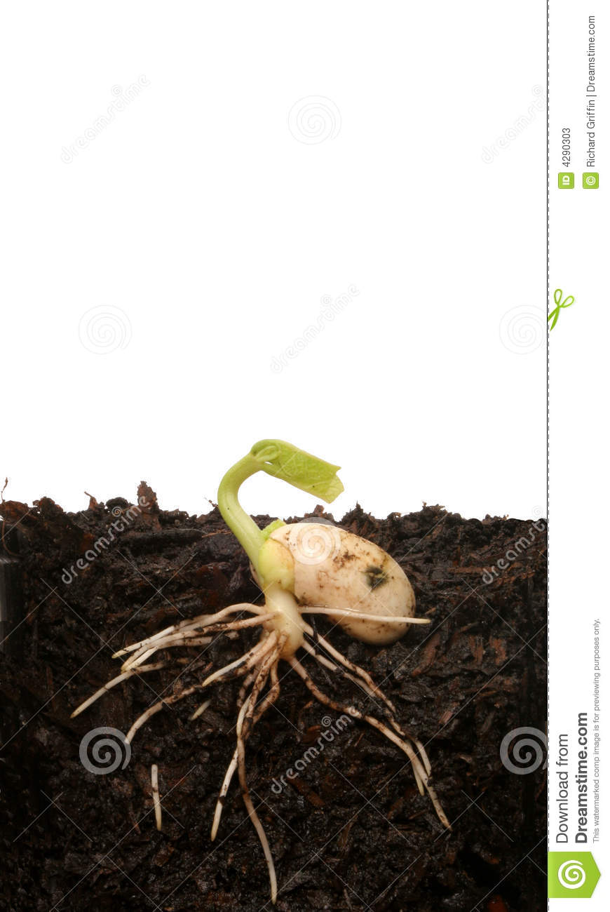 Seed Germinating In Soil Showing Shoot And Root Structure 