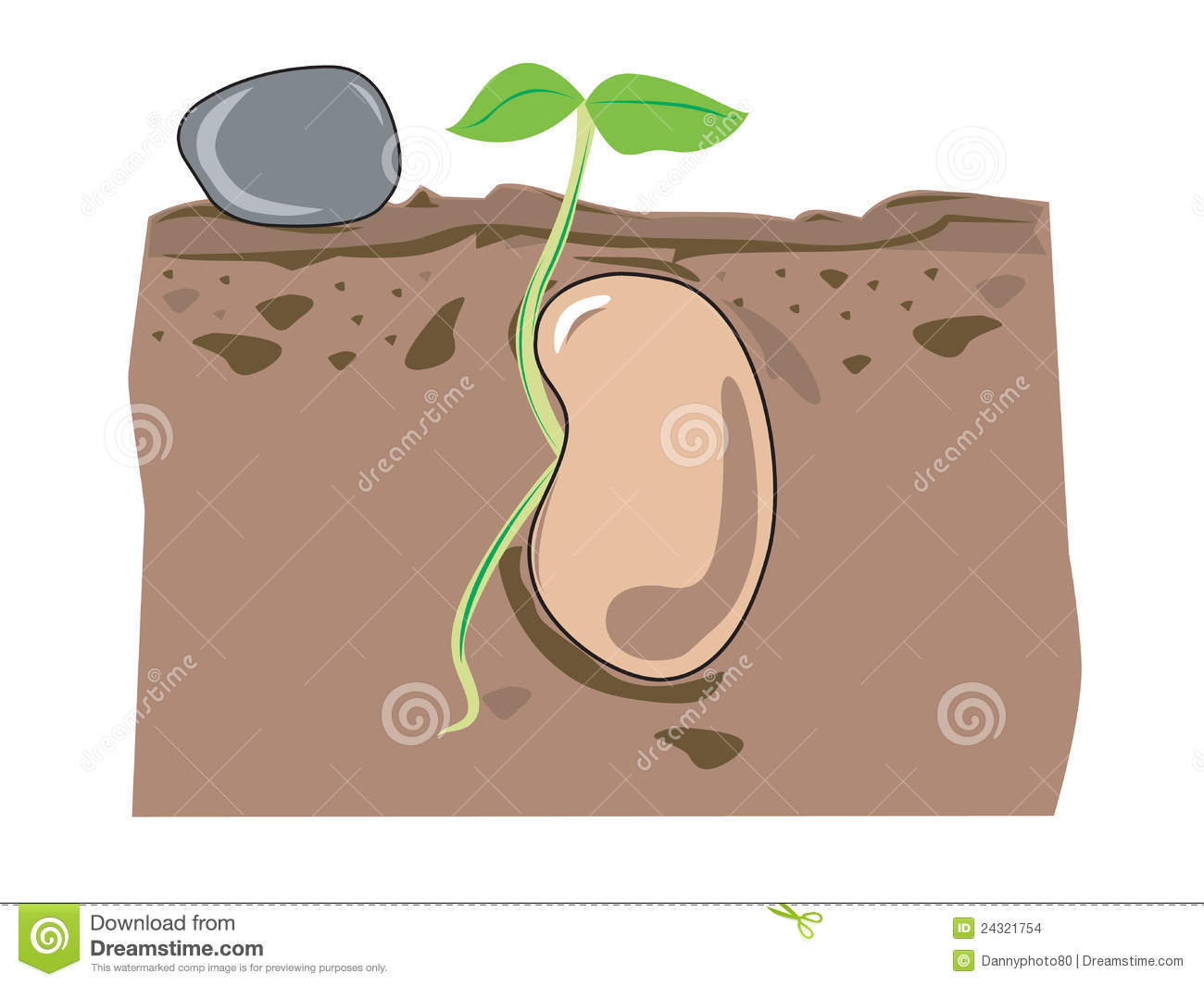 Seed Growth Stock Images   Image  24321754