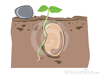 Seed Growth Stock Images   Image  24321754