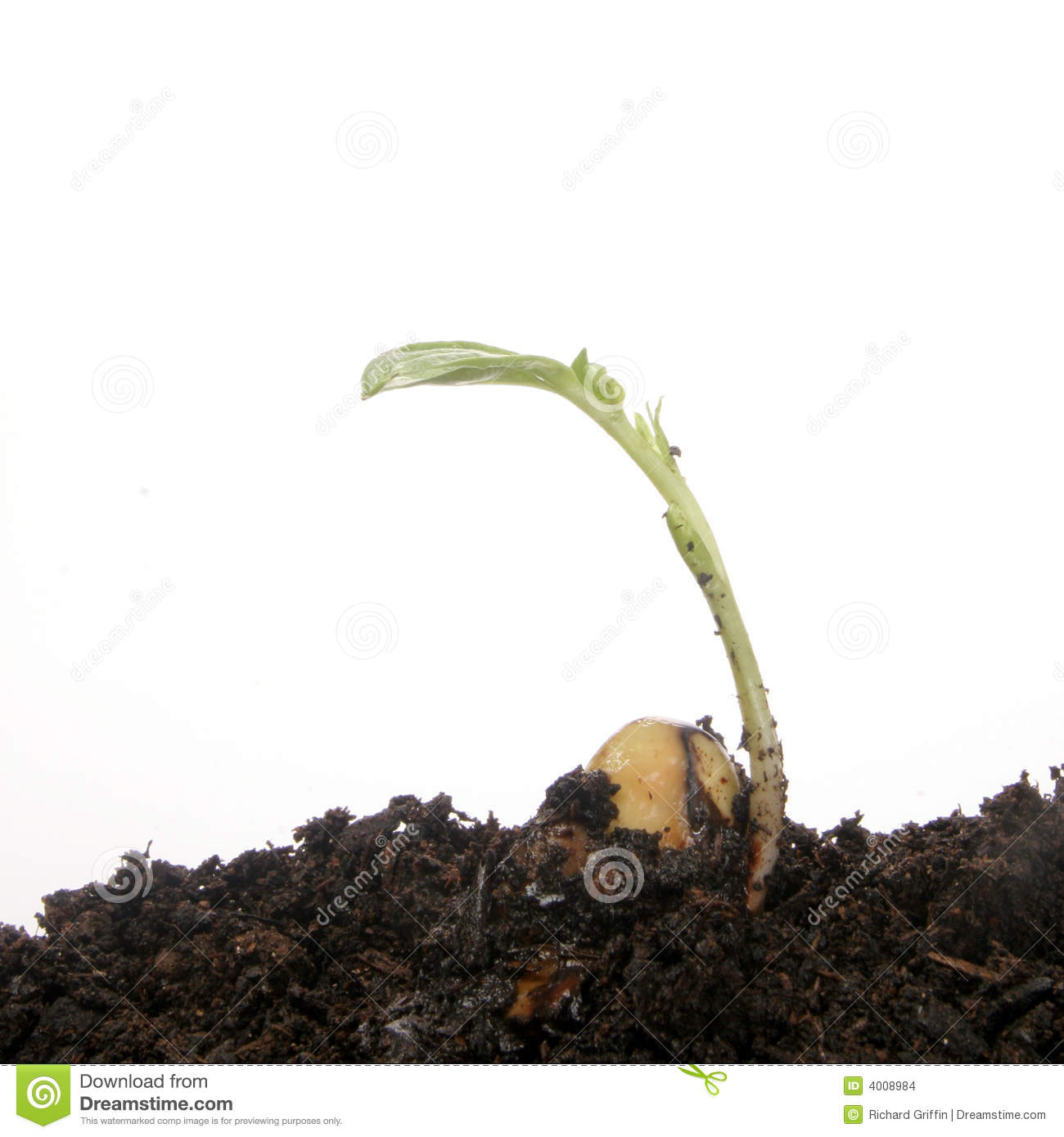 Spouting Seed Stock Images   Image  4008984