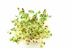 Sprouting Seed Stock Photos Images   Pictures    991 Images 