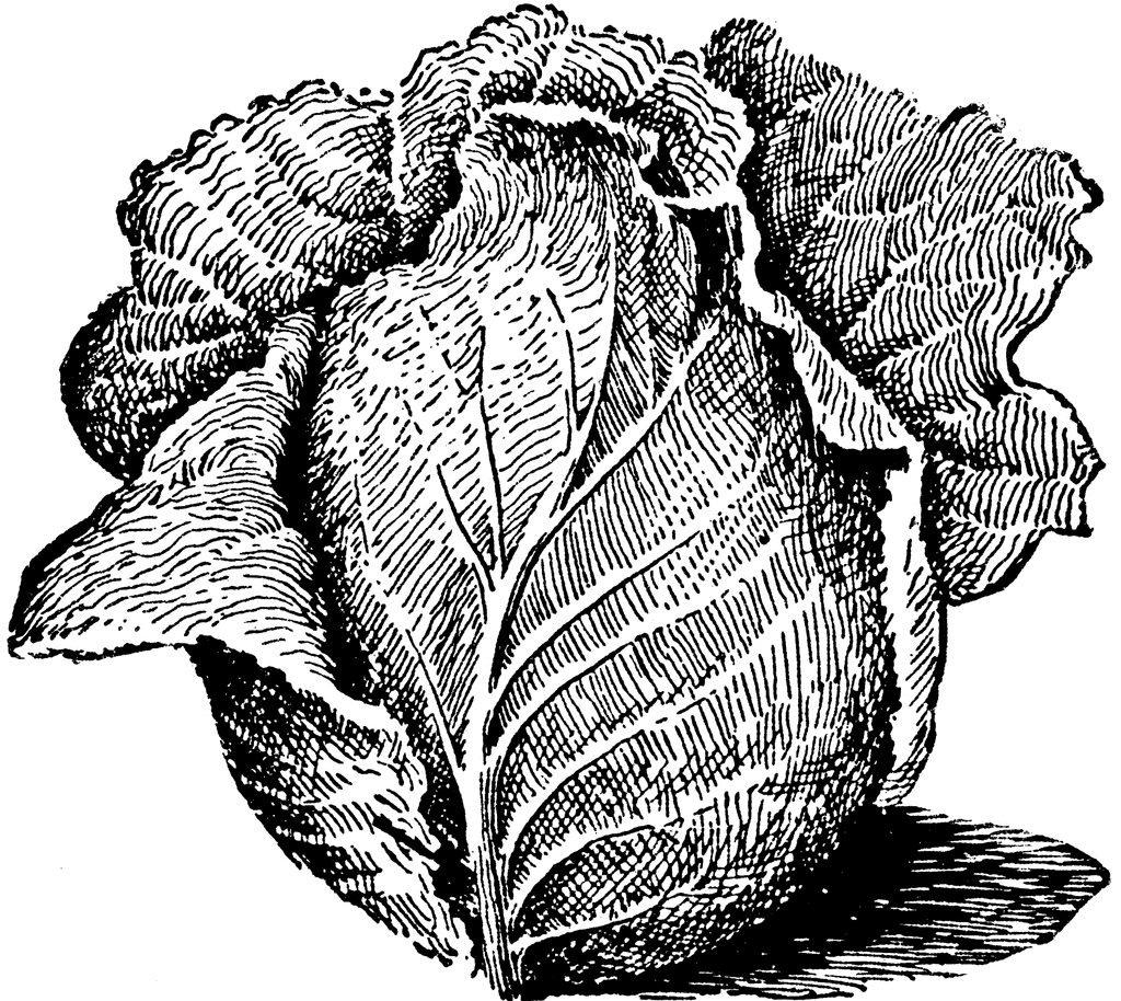 Cabbage Clipart Images   Pictures   Becuo