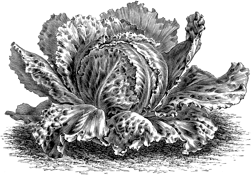 Cabbage Lettuce   Clipart Etc