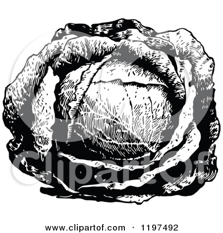 Clipart Of A Vintage Black And White Head Of Cabbage   Royalty Free