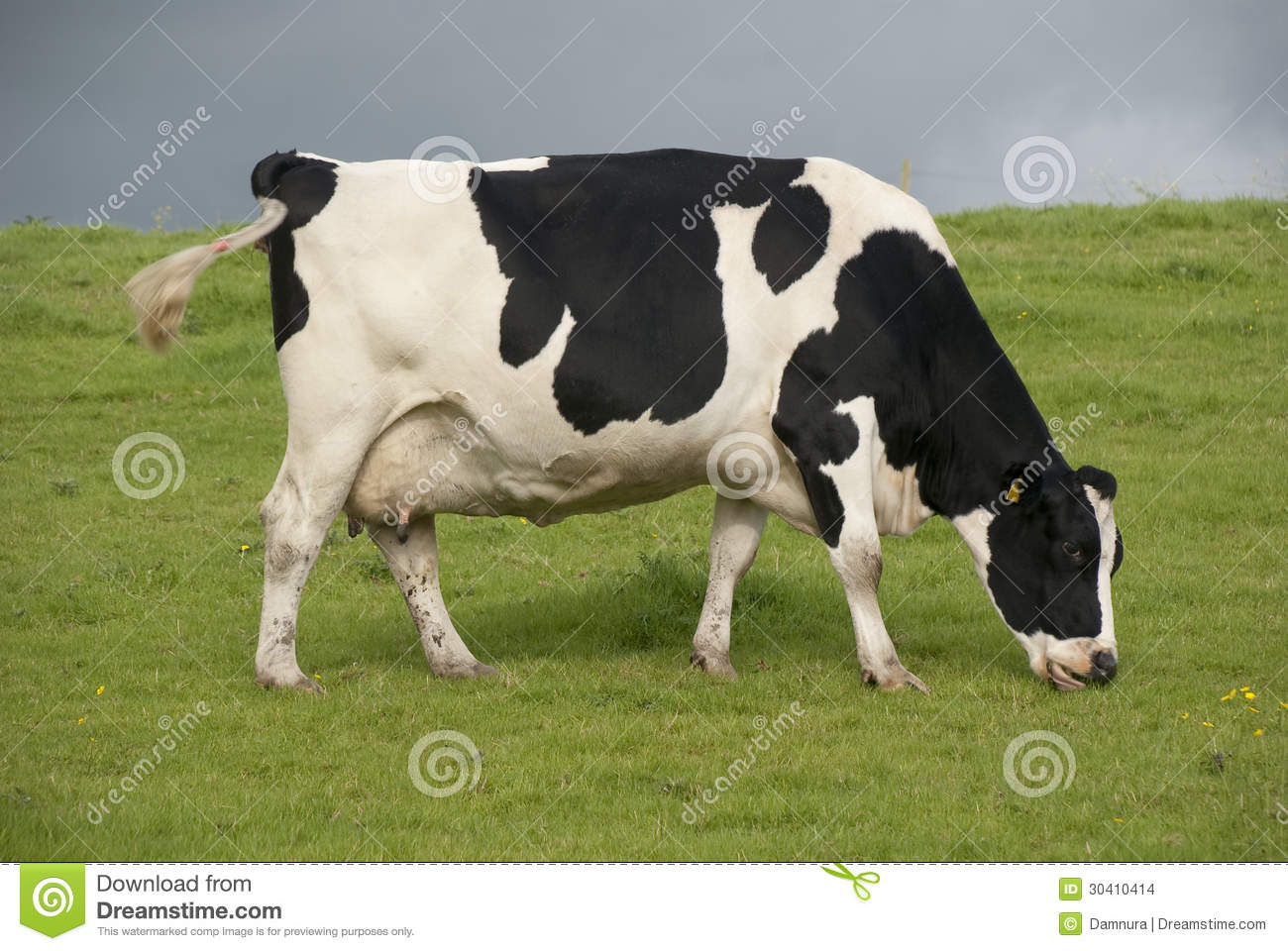 Holstein Cow Dairy Farm Uk Stock Images   Image  30410414
