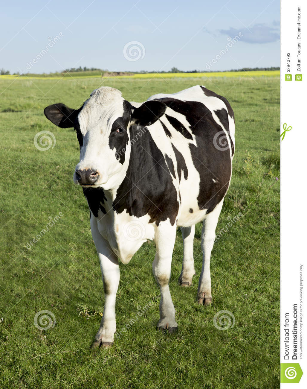 Holstein Dairy Cow Stock Photos   Image  32940793