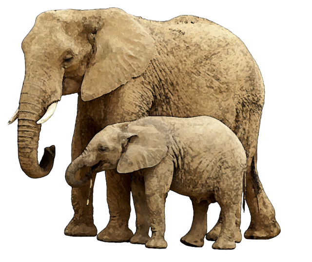 Mom And Baby Elephant Png