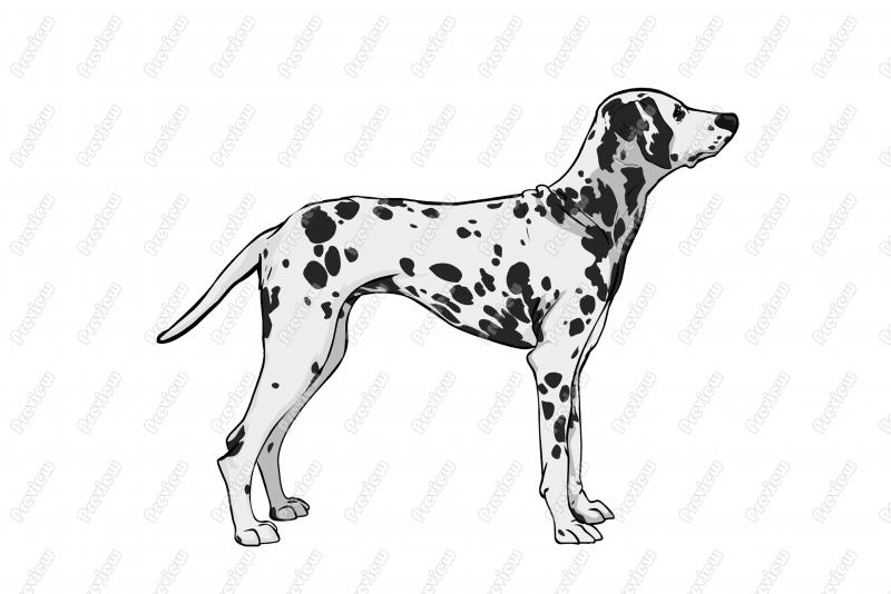 Realistic Dalmatian Dog Cartoon Clip Art