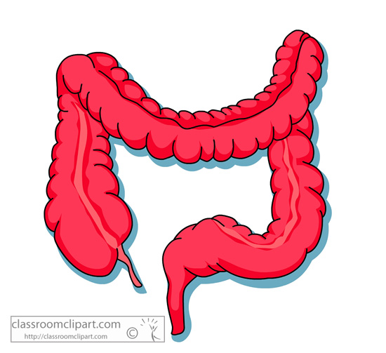 Anatomy   Anatomy Large Intestine   Classroom Clipart