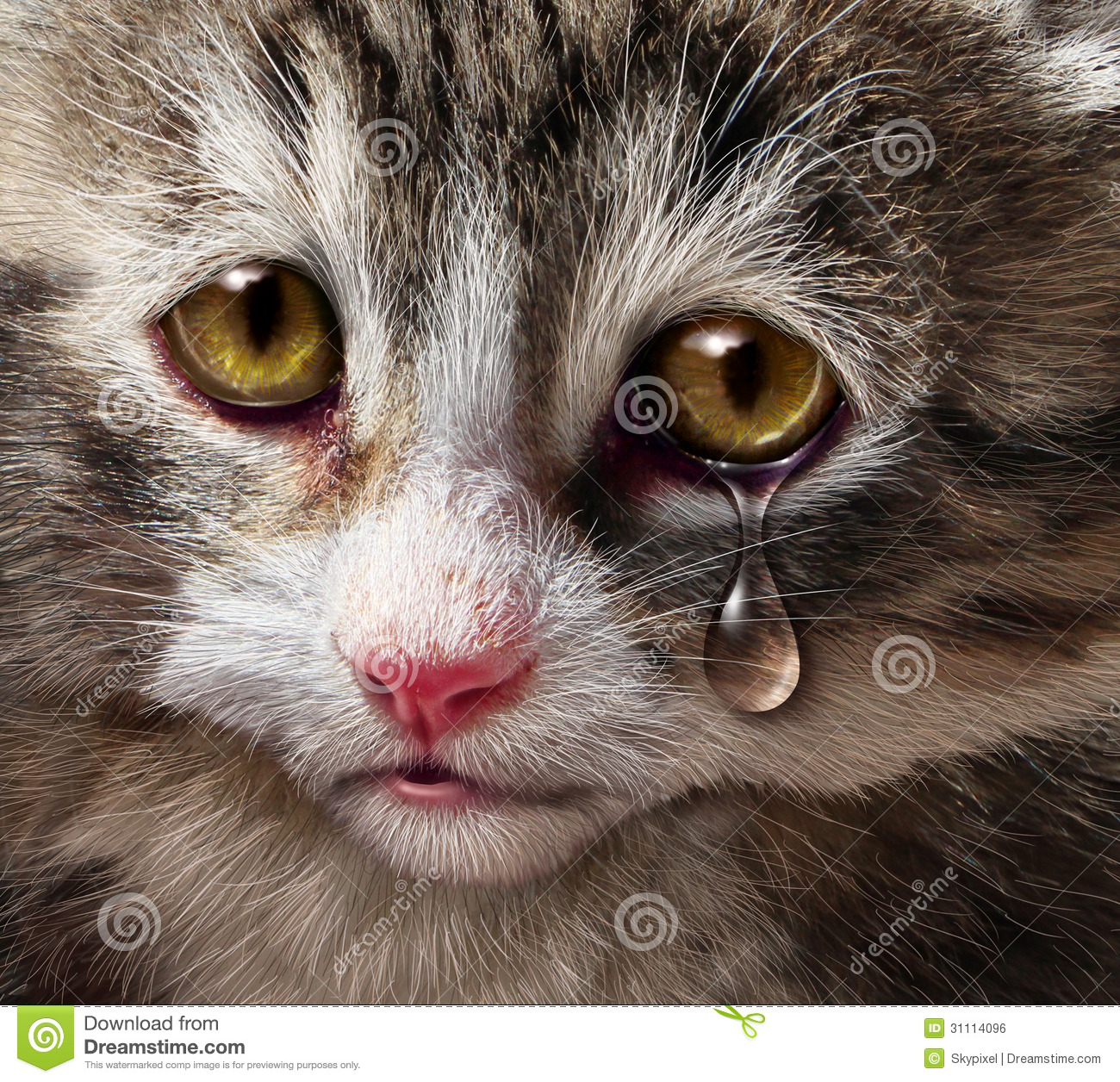Animal Abuse And Pet Cruelty And Neglect With A Sad Crying Kitten Cat