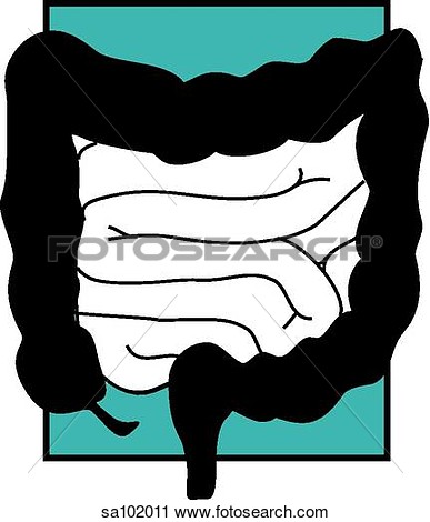 Depiction Of The Large Intestine  Colon   View Large Illustration