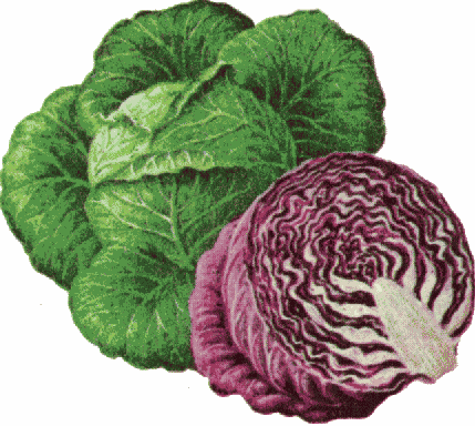 Displaying  17  Gallery Images For Purple Cabbage Clipart