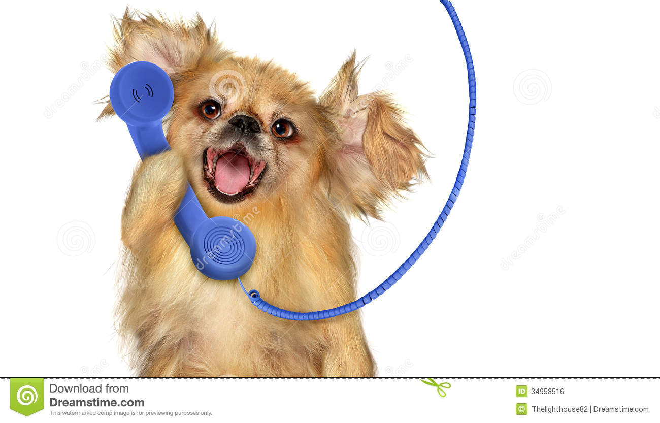 Dog Talking On The Phone 