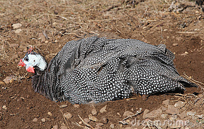 Guinea Fowl Dust Bath Royalty Free Stock Photo   Image  23450495