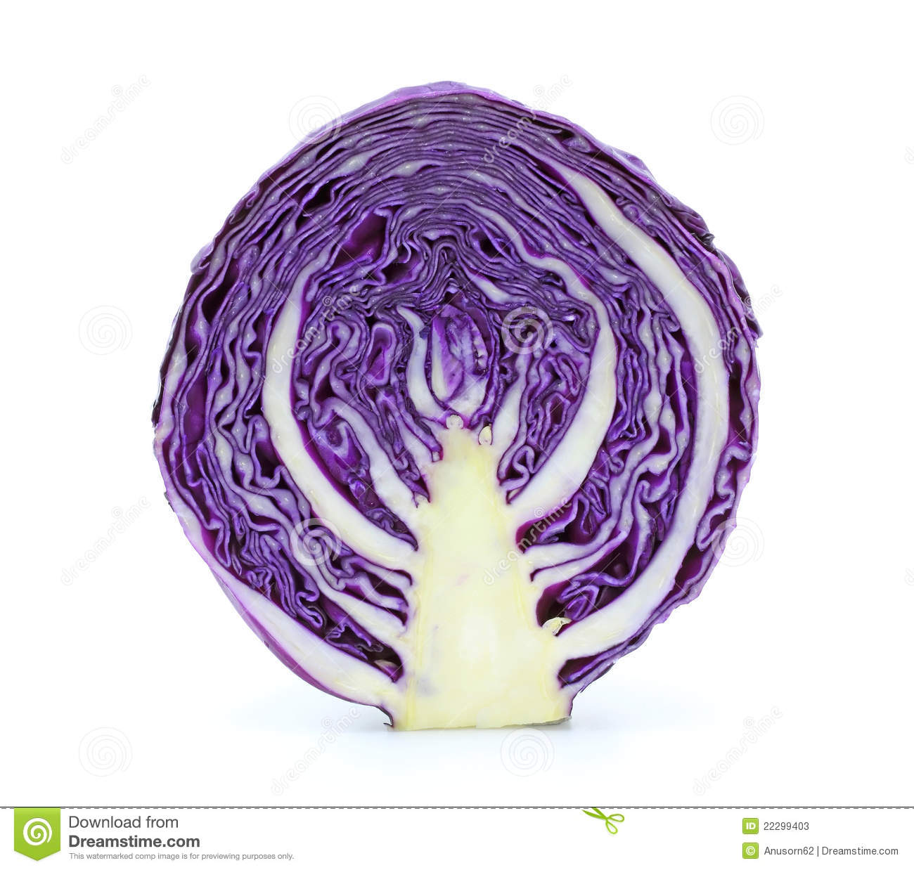 Half Of Purple Cabbage Stock Photos   Image  22299403