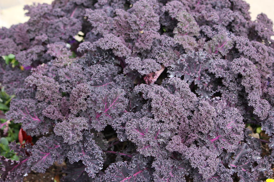 Hd Purple Cabbage