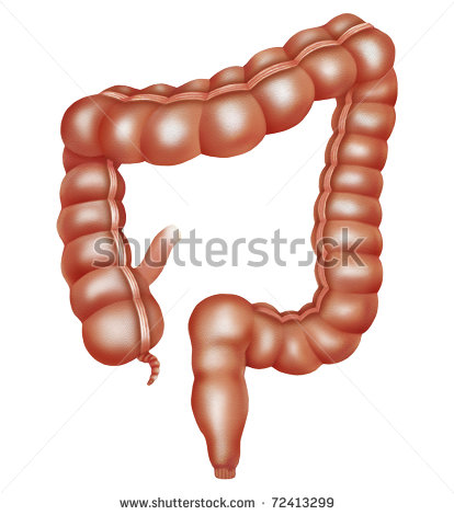 Illustration Of The Human Intestine   72413299   Shutterstock