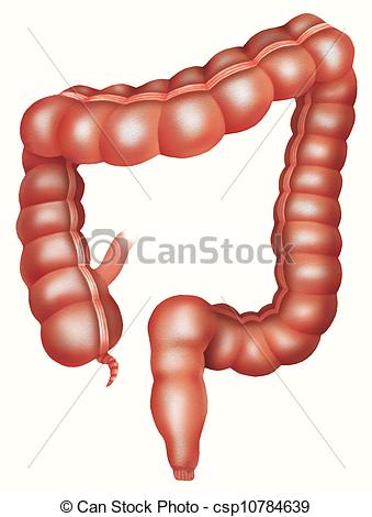 Large Intestine Csp10784639   Search Clipart Illustration And Eps