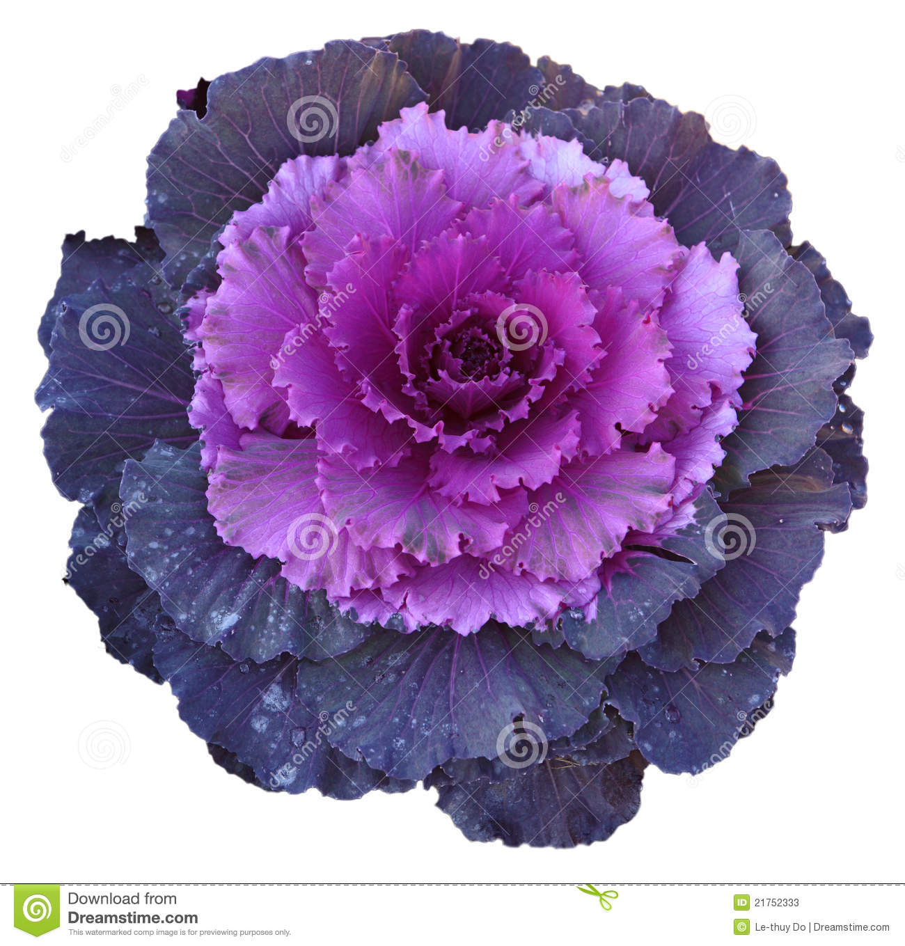 Purple Cabbage Clipart Purple Cabbage Flower