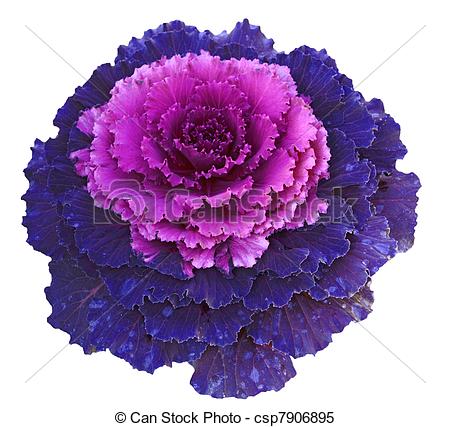 Purple Cabbage Clipart Purple Pink Decorative Cabbage