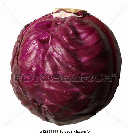 Purple Cabbage Clipart Stock Photograph   Close Up Of Purple Cabbage