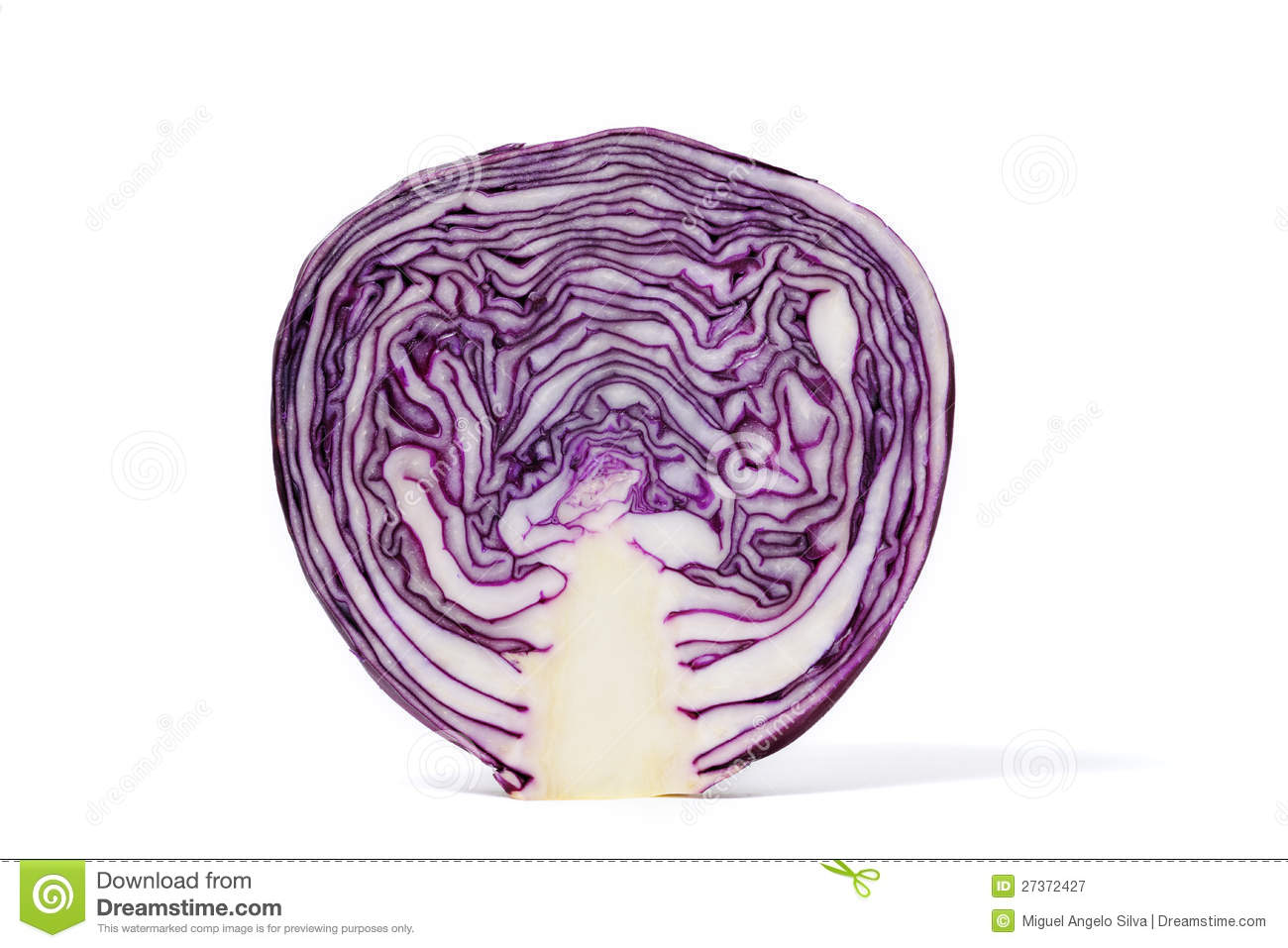 Purple Cabbage Royalty Free Stock Photography   Image  27372427