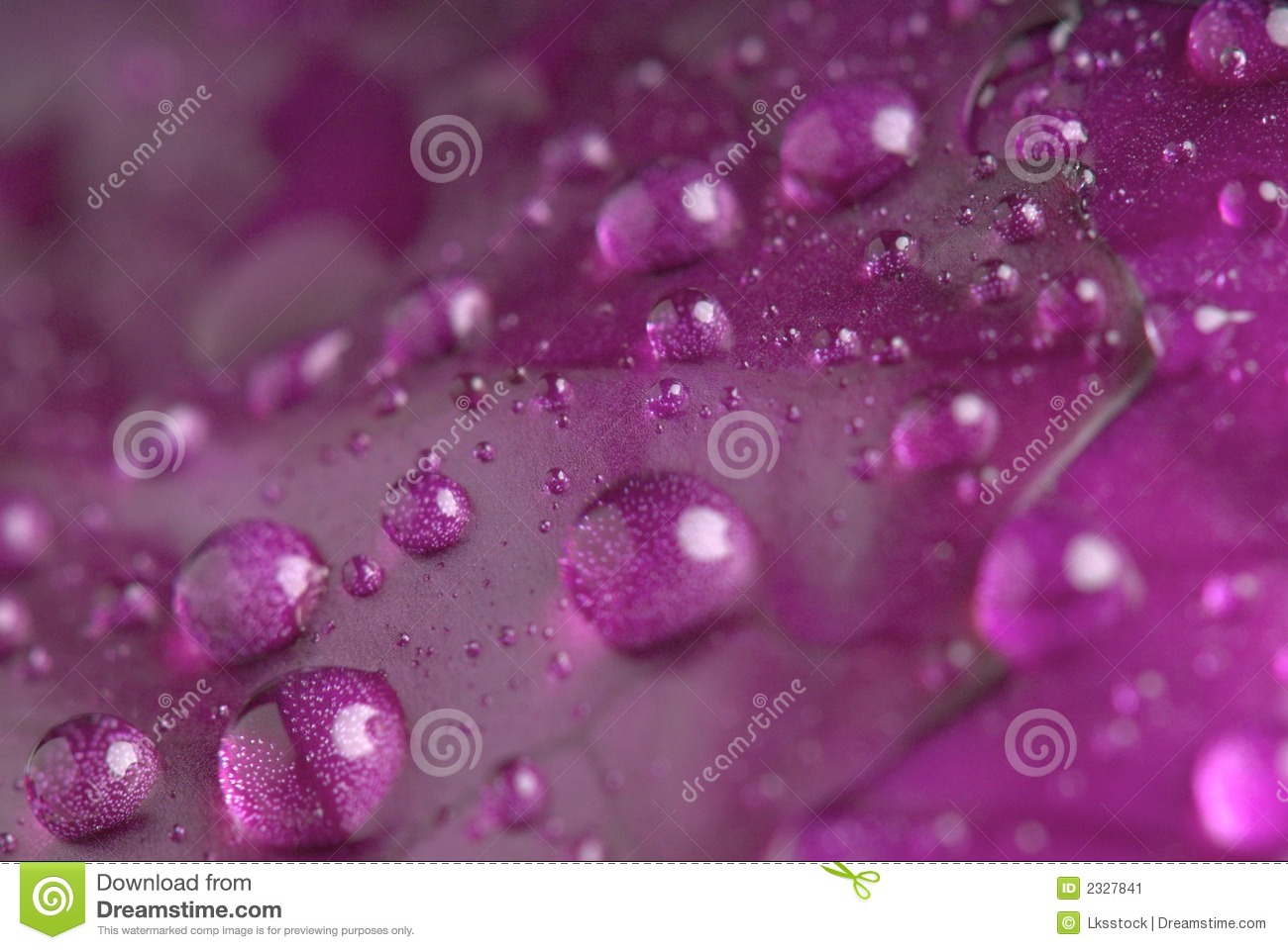 Purple Cabbage Stock Image   Image  2327841