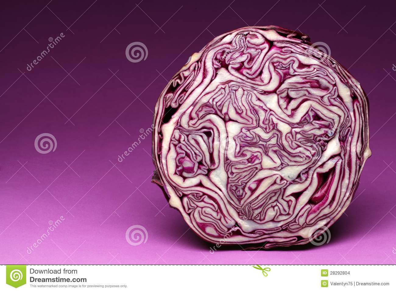Purple Cabbage  Stock Images   Image  28292804
