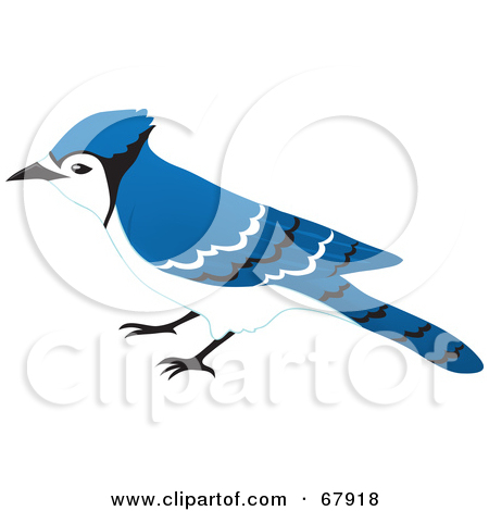 Royalty Free  Rf  Clipart Illustration Of A Curious Blue Jay