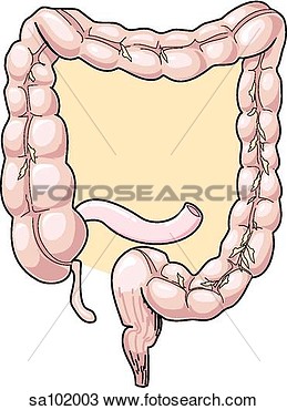 Tract  Large Intestine  Colon  And Ileum  View Large Illustration