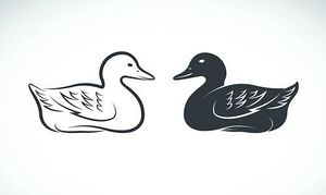 Fowl Duckling Bill Beak Drake Webfoot Duck Clipart And Illustrations