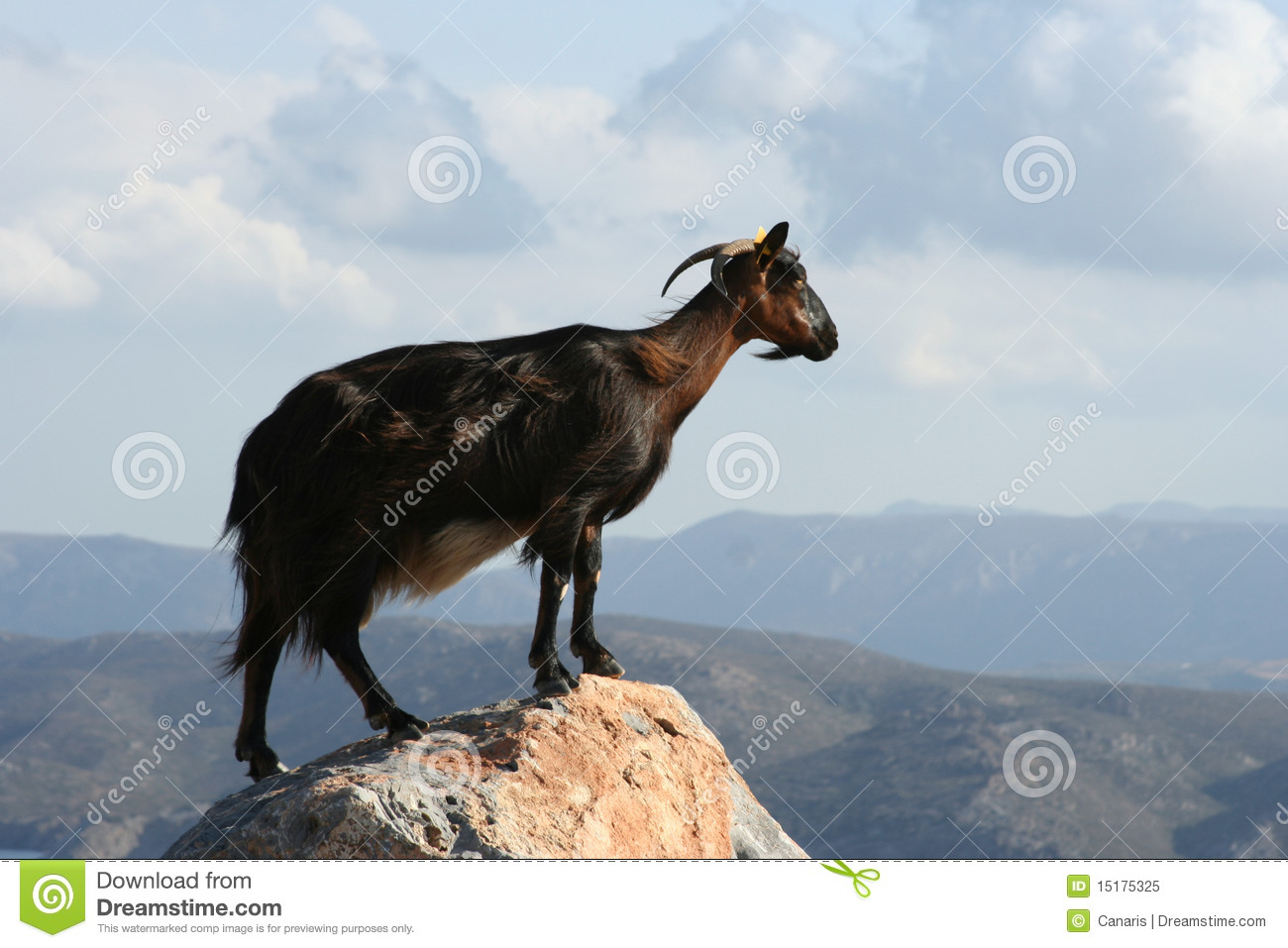 Single Goat Standing On A Mountain Peak Looking At The Horizon 