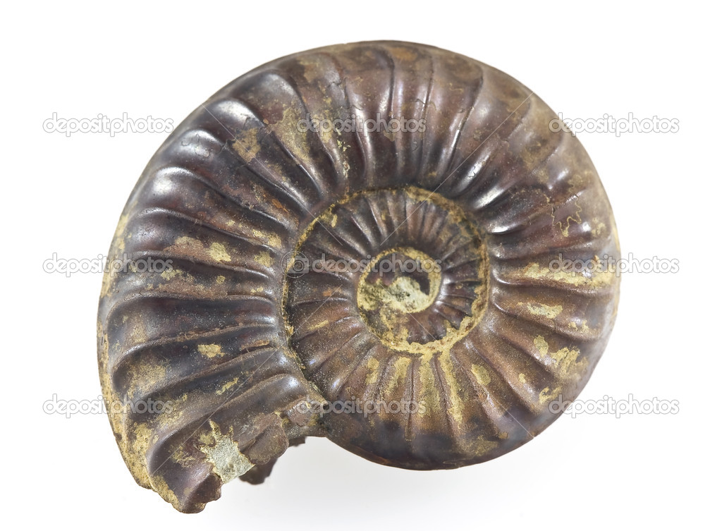 Ammonite Fossil   Stock Photo   Ribeiroantonio  3096528