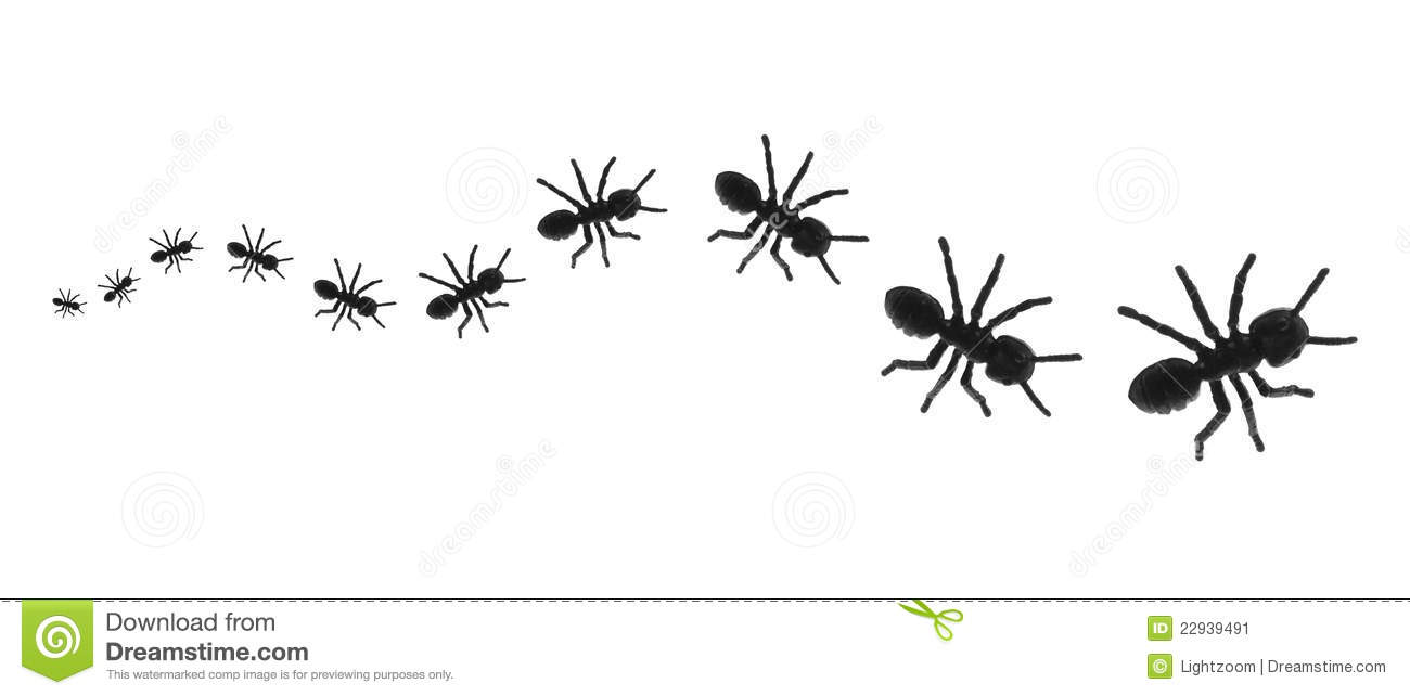 Ant Clip Art Black And White White Ant Clipart Black