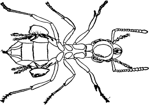 Ants Clipart Black And White Large Ant Black And White
