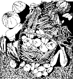 Black And White Basket Of Fall Harvest Vegetables