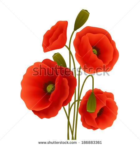 Bunch Of Red Romantic Blooming Poppy Flowers Isolated Vector    